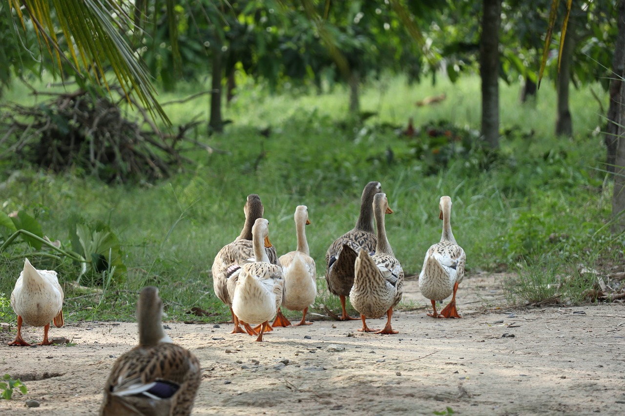 The Benefits of Feeding Pets at Regular Intervals